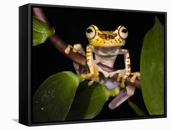 Imbabura Treefrog, Choca Region, Ecuador-Pete Oxford-Framed Stretched Canvas