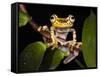 Imbabura Treefrog, Choca Region, Ecuador-Pete Oxford-Framed Stretched Canvas