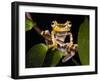 Imbabura Treefrog, Choca Region, Ecuador-Pete Oxford-Framed Photographic Print