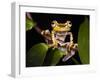 Imbabura Treefrog, Choca Region, Ecuador-Pete Oxford-Framed Photographic Print