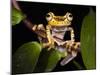 Imbabura Treefrog, Choca Region, Ecuador-Pete Oxford-Mounted Photographic Print