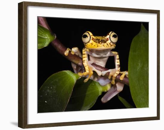 Imbabura Treefrog, Choca Region, Ecuador-Pete Oxford-Framed Photographic Print