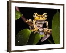 Imbabura Treefrog, Choca Region, Ecuador-Pete Oxford-Framed Photographic Print