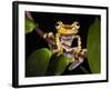 Imbabura Treefrog, Choca Region, Ecuador-Pete Oxford-Framed Photographic Print