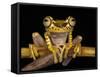 Imbabura Treefrog, Choca Region, Ecuador-Pete Oxford-Framed Stretched Canvas