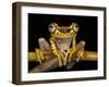 Imbabura Treefrog, Choca Region, Ecuador-Pete Oxford-Framed Photographic Print