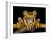 Imbabura Treefrog, Choca Region, Ecuador-Pete Oxford-Framed Photographic Print