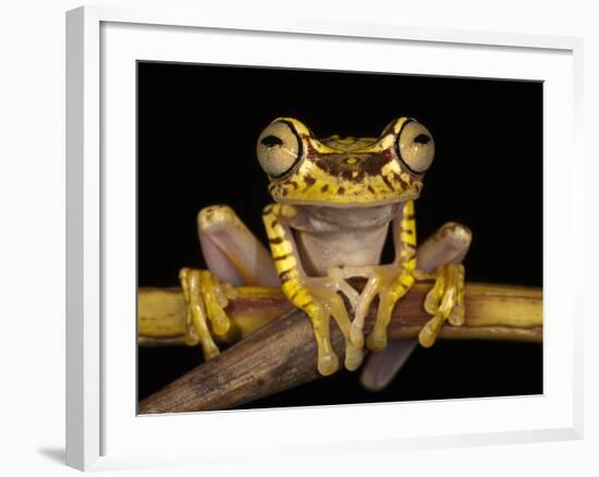 Imbabura Treefrog, Choca Region, Ecuador-Pete Oxford-Framed Photographic Print