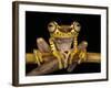 Imbabura Treefrog, Choca Region, Ecuador-Pete Oxford-Framed Photographic Print