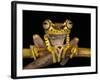 Imbabura Treefrog, Choca Region, Ecuador-Pete Oxford-Framed Photographic Print