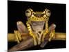 Imbabura Treefrog, Choca Region, Ecuador-Pete Oxford-Mounted Photographic Print