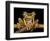 Imbabura Treefrog, Choca Region, Ecuador-Pete Oxford-Framed Photographic Print