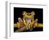 Imbabura Treefrog, Choca Region, Ecuador-Pete Oxford-Framed Photographic Print