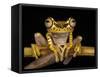 Imbabura Treefrog, Choca Region, Ecuador-Pete Oxford-Framed Stretched Canvas