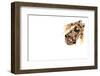 Imbabura Treefrog (Hypsiboas Picturatus) Viewed from Above, in Colombia and Ecuador-Edwin Giesbers-Framed Photographic Print