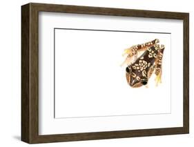 Imbabura Treefrog (Hypsiboas Picturatus) Viewed from Above, in Colombia and Ecuador-Edwin Giesbers-Framed Photographic Print