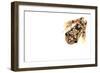 Imbabura Treefrog (Hypsiboas Picturatus) Viewed from Above, in Colombia and Ecuador-Edwin Giesbers-Framed Photographic Print