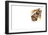 Imbabura Treefrog (Hypsiboas Picturatus) Viewed from Above, in Colombia and Ecuador-Edwin Giesbers-Framed Photographic Print