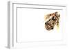 Imbabura Treefrog (Hypsiboas Picturatus) Viewed from Above, in Colombia and Ecuador-Edwin Giesbers-Framed Photographic Print