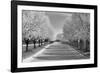 IMG_0007 - Row of Trees-Monte Nagler-Framed Photographic Print