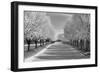 IMG_0007 - Row of Trees-Monte Nagler-Framed Photographic Print