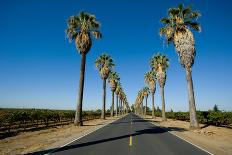 Road Lined in Palm Trees in California-imging-Stretched Canvas