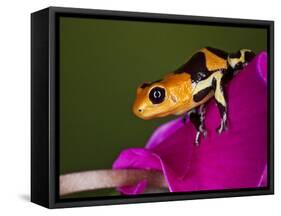 Imitator Poison-Dart Frog, Peru-Adam Jones-Framed Stretched Canvas