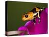 Imitator Poison-Dart Frog, Peru-Adam Jones-Stretched Canvas