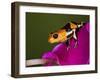 Imitator Poison-Dart Frog, Peru-Adam Jones-Framed Premium Photographic Print