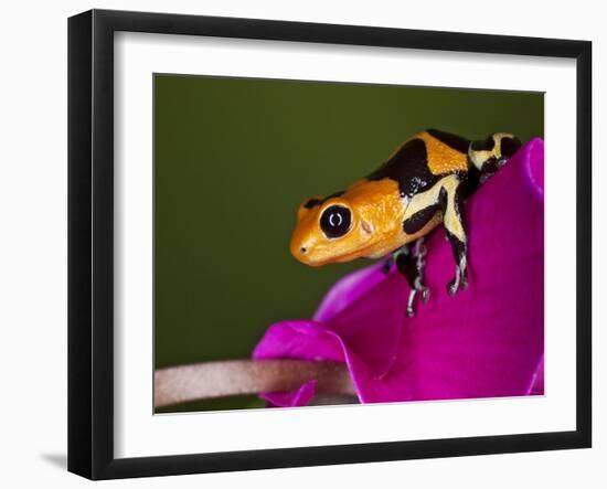 Imitator Poison-Dart Frog, Peru-Adam Jones-Framed Premium Photographic Print