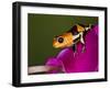 Imitator Poison-Dart Frog, Peru-Adam Jones-Framed Premium Photographic Print