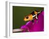 Imitator Poison-Dart Frog, Peru-Adam Jones-Framed Premium Photographic Print