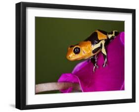 Imitator Poison-Dart Frog, Peru-Adam Jones-Framed Photographic Print