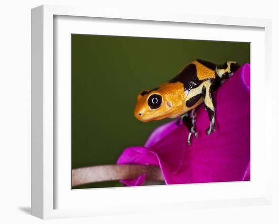 Imitator Poison-Dart Frog, Peru-Adam Jones-Framed Photographic Print