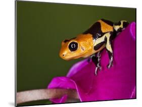 Imitator Poison-Dart Frog, Peru-Adam Jones-Mounted Photographic Print