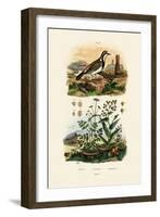 Imitator Sparrowhawk, 1833-39-null-Framed Giclee Print