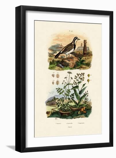 Imitator Sparrowhawk, 1833-39-null-Framed Giclee Print