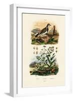 Imitator Sparrowhawk, 1833-39-null-Framed Giclee Print