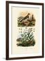 Imitator Sparrowhawk, 1833-39-null-Framed Giclee Print