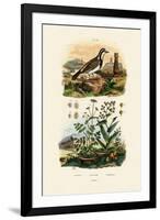 Imitator Sparrowhawk, 1833-39-null-Framed Giclee Print