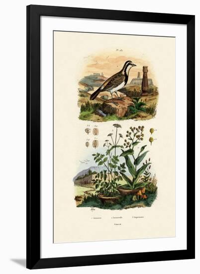 Imitator Sparrowhawk, 1833-39-null-Framed Giclee Print