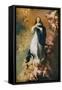 Immaculate Conception, C1678-Bartolomé Esteban Murillo-Framed Stretched Canvas