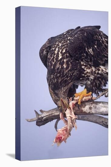 Immature Bald Eagle Eating a Fish-Hal Beral-Stretched Canvas