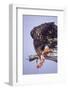 Immature Bald Eagle Eating a Fish-Hal Beral-Framed Photographic Print