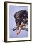 Immature Bald Eagle Eating a Fish-Hal Beral-Framed Photographic Print