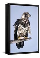 Immature Bald Eagle with a Fish-Hal Beral-Framed Stretched Canvas