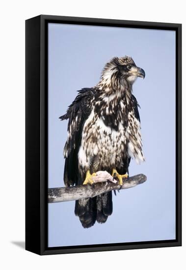 Immature Bald Eagle with a Fish-Hal Beral-Framed Stretched Canvas