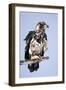 Immature Bald Eagle with a Fish-Hal Beral-Framed Photographic Print