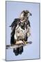 Immature Bald Eagle with a Fish-Hal Beral-Mounted Photographic Print