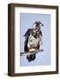 Immature Bald Eagle with a Fish-Hal Beral-Framed Photographic Print